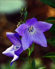 Platycodon