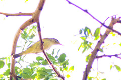 Phylloscopus xanthodryas