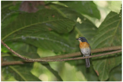Cyornis rufigastra