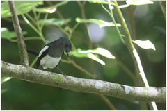 Copsychus mindanensis