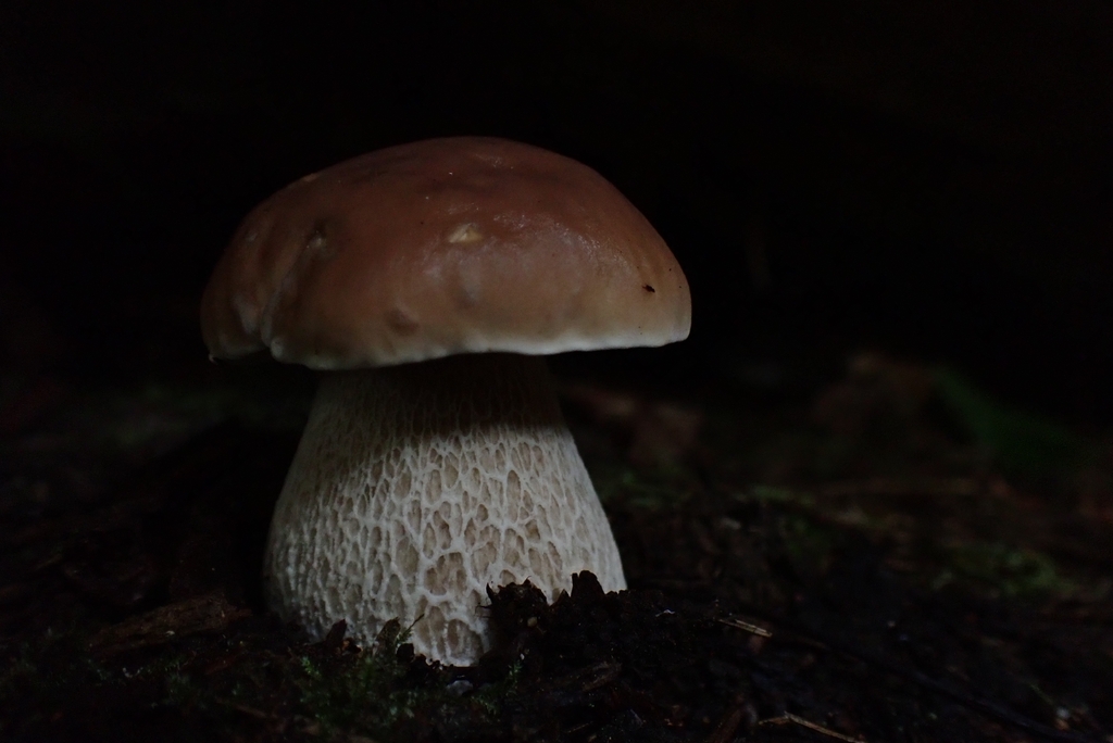 Boletus edulis · November 2025 · photo: © evn (iNaturalist, cc0)