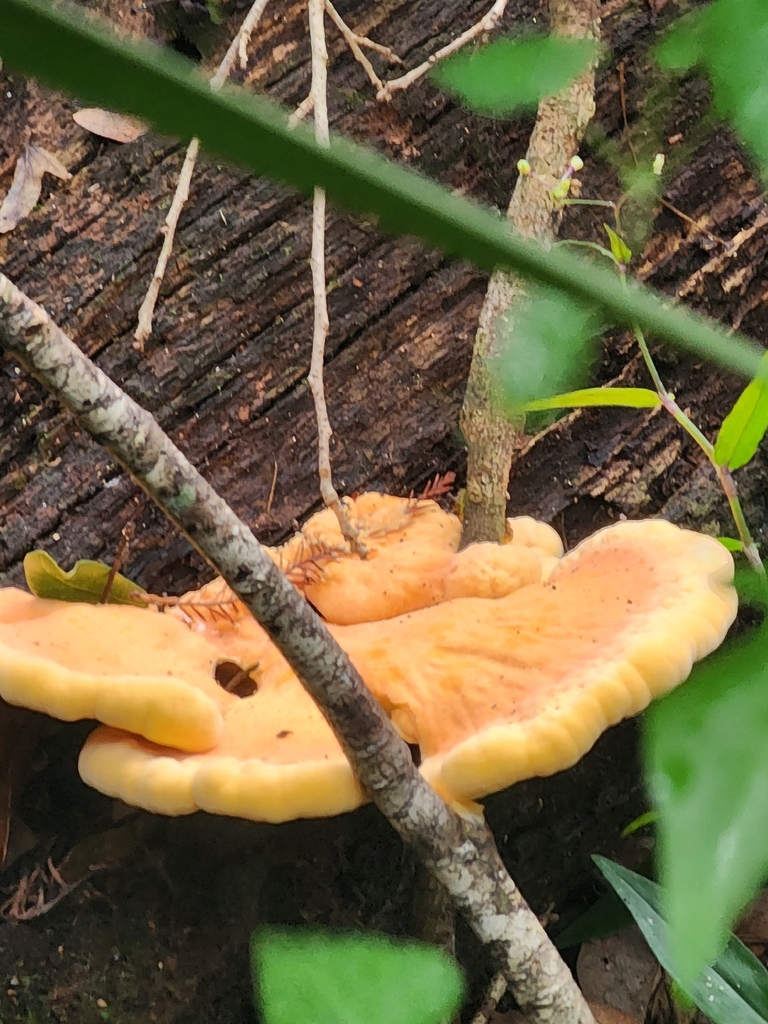Laetiporus gilbertsonii pallidus