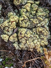 Acarospora schleicheri