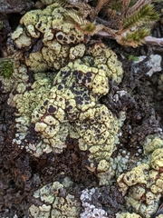 Acarospora schleicheri