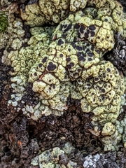 Acarospora schleicheri