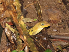Anolis oculatus