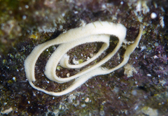 Goniobranchus albopustulosus