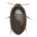 Gondwanocrypticus platensis - Photo (c) Mike Quinn, Austin, TX, some rights reserved (CC BY-NC), uploaded by Mike Quinn, Austin, TX