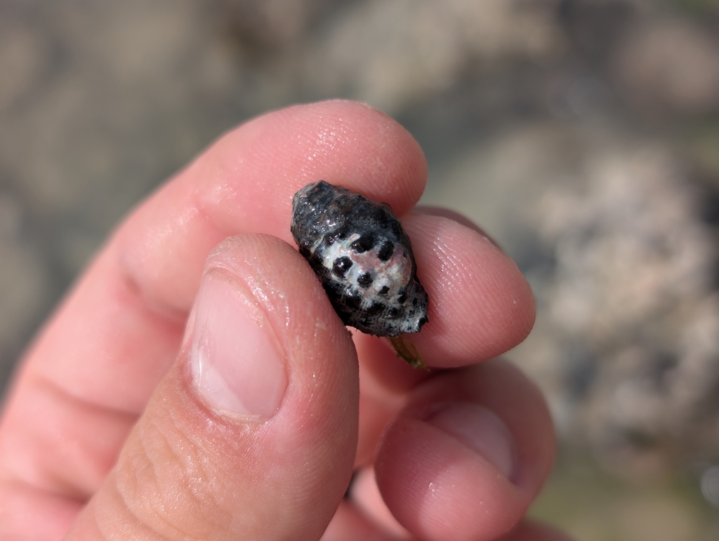 Arakawania granulata