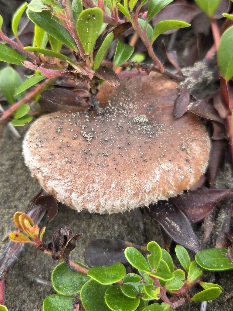 Suillus pseudobrevipes