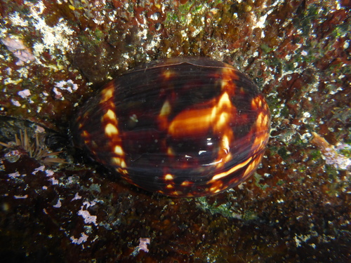 Humpback Cowry