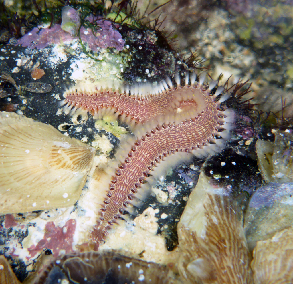 Cots Preditors Lined Fireworm (RoH Dead CoTS Predators) · iNaturalist