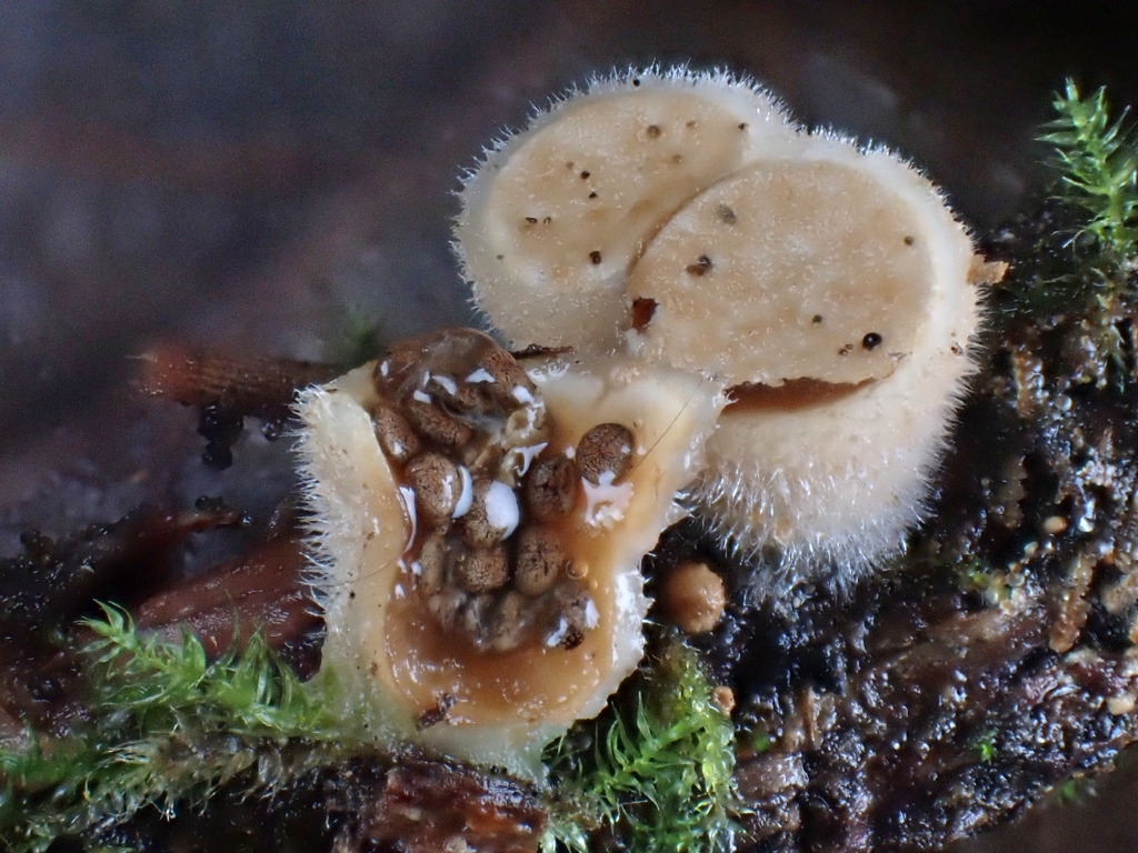 Nidula niveotomentosa · December 2025 · photo: © mandymushii (iNaturalist, cc-by)
