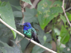 Chrysuronia oenone