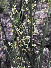 Leptomeria drupacea