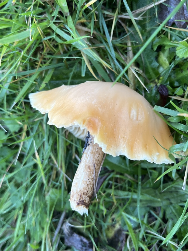 Cuphophyllus pratensis · December 2025 · photo: © apricaria (iNaturalist, cc-by)