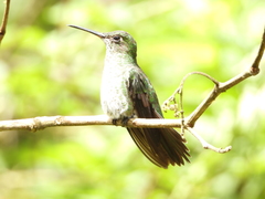 Taphrospilus hypostictus