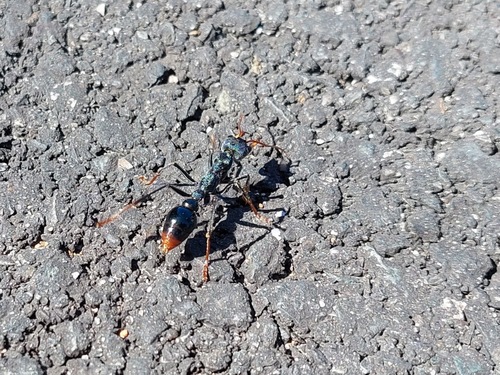 Australian Jumper Ant