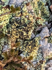 Acarospora schleicheri