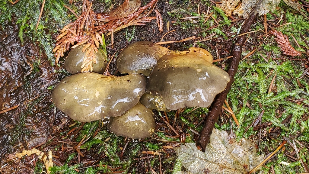 Sarcomyxa serotina