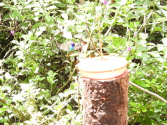 Chrysuronia oenone