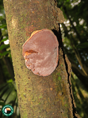 Abundisporus