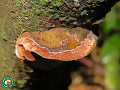 Abundisporus