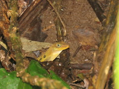 Anolis oculatus