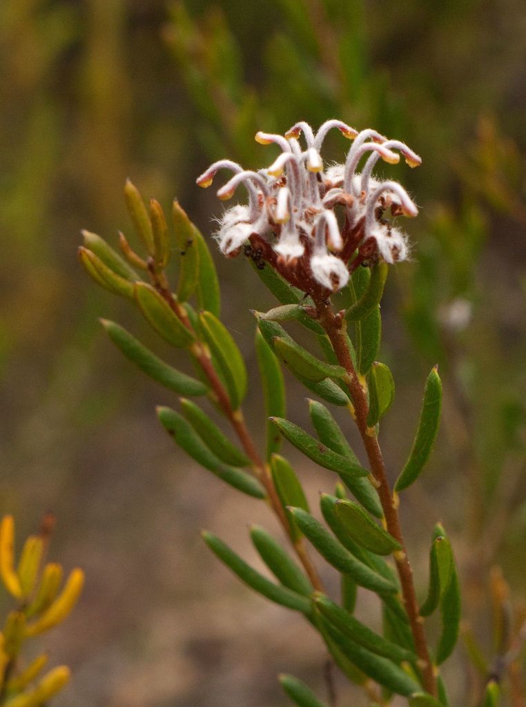 Grevillea sphacelata