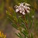 Grevillea sphacelata - Photo (c) Tony Rodd,  זכויות יוצרים חלקיות (CC BY-NC-SA)