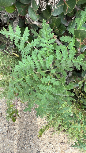 iNaturalist observation photo of Plants