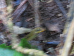 Anolis oculatus
