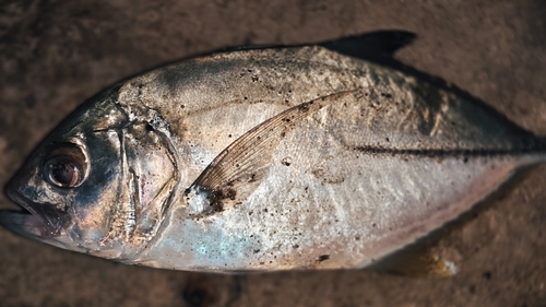Bigeye Jack