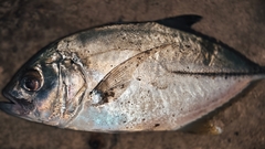 Bigeye Jack