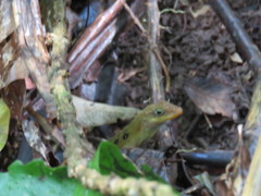 Anolis oculatus