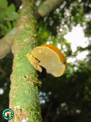 Phylloporia chrysites