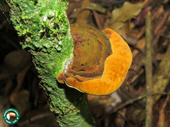 Phylloporia chrysites