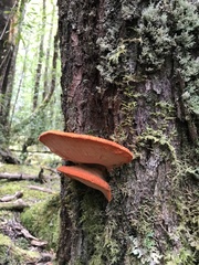 Aurantiporus pulcherrimus