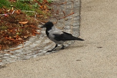 Corvus cornix