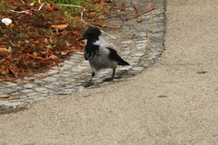 Corvus cornix