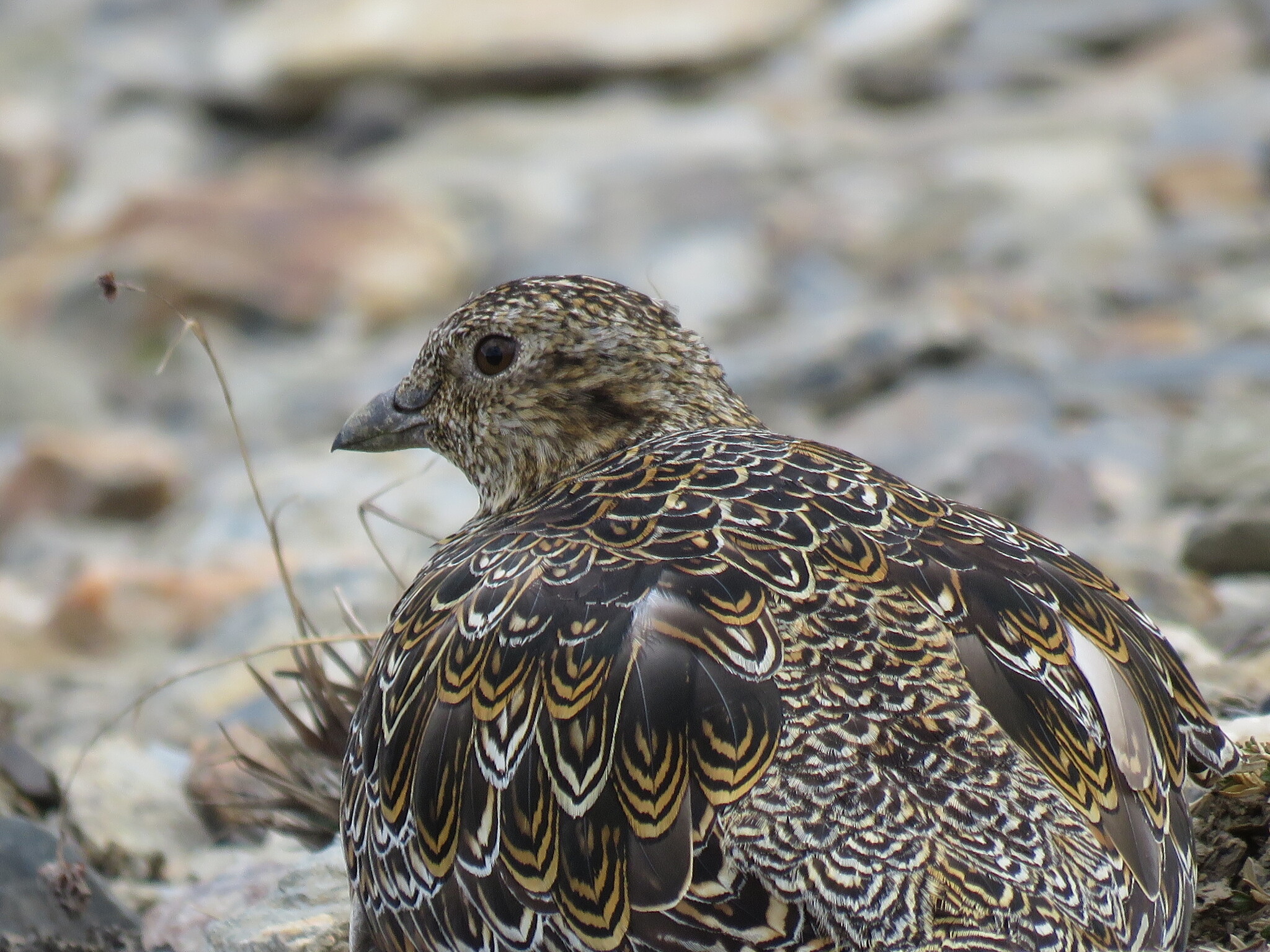 White-bellied Seedsnipe (Attagis malouinus), photo 5