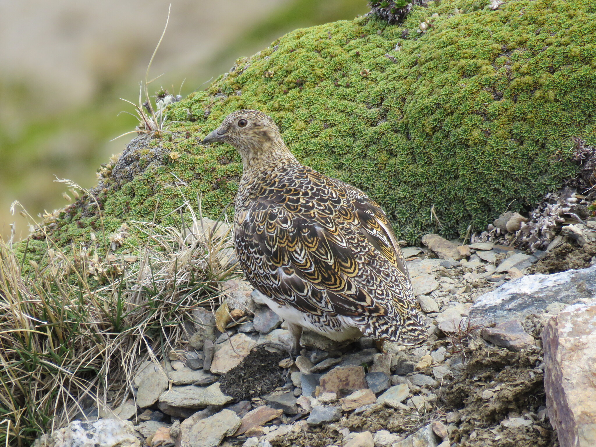 White-bellied Seedsnipe (Attagis malouinus), photo 6