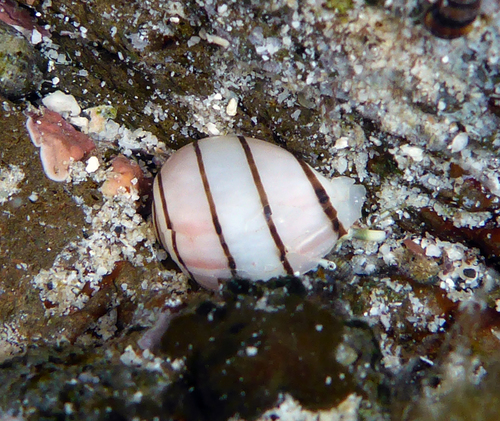 Aplustrum amplustre observed 2020-01-13