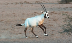 Oryx leucoryx