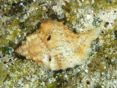 Monoplex aquatilis