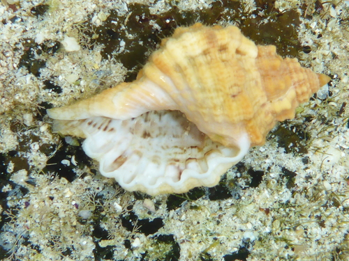 Gutturnium muricinum observed 2020-01-13