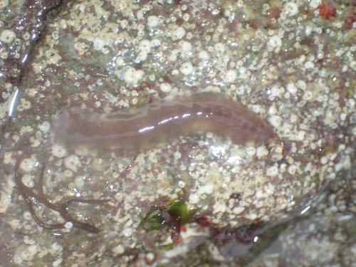 Alentia gelatinosa
