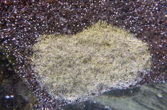 Aplousobranchia