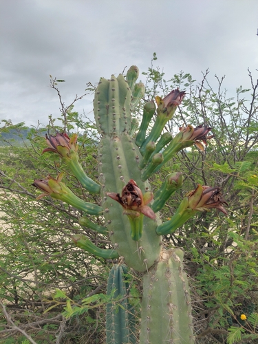 Cereus hankeanus (Cereus hankeanus)