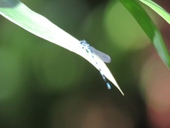 Argia concinna